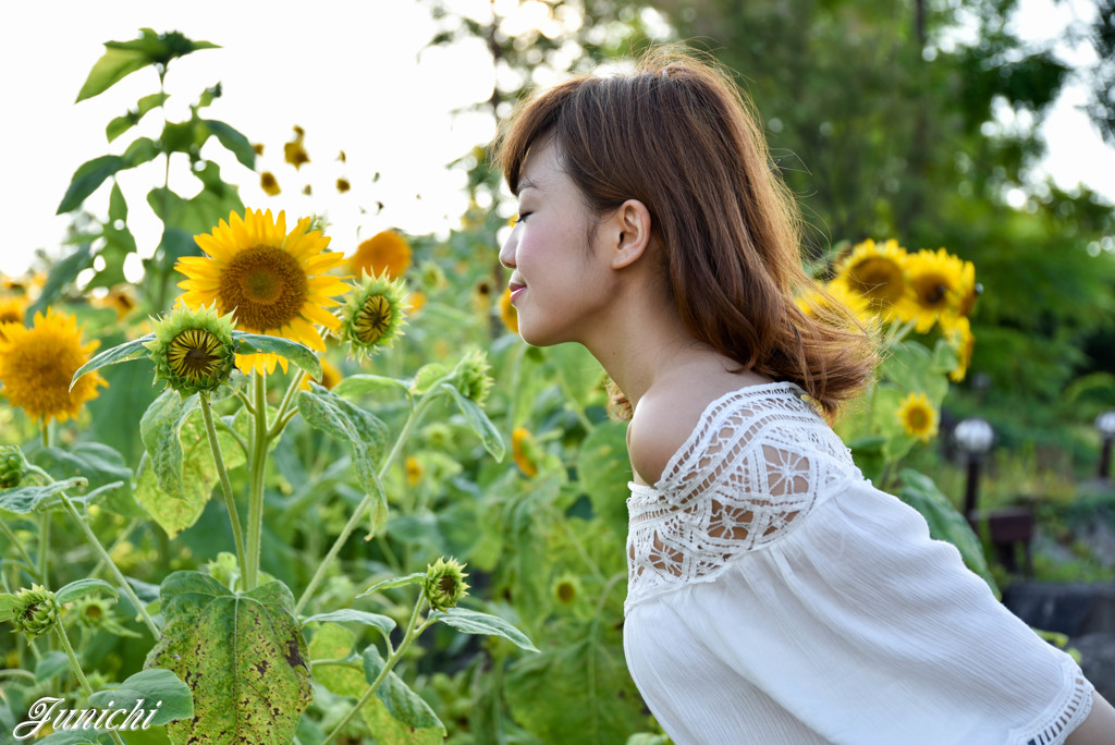 夏の午後、ひまわりと