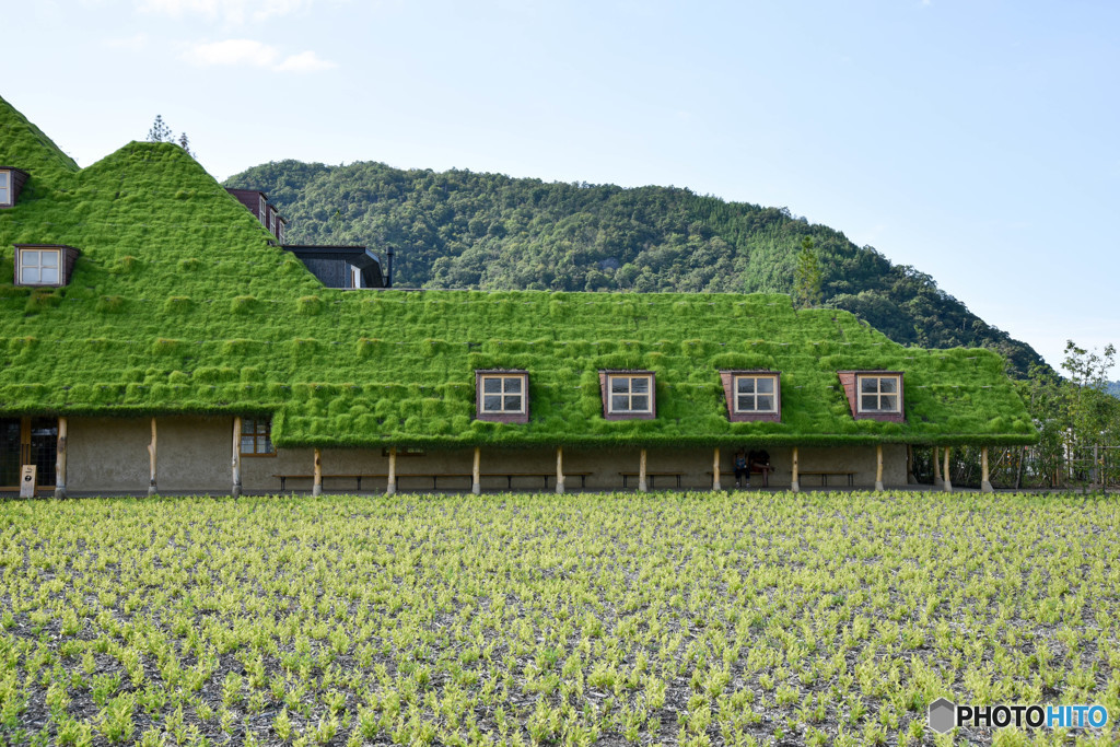 芝生の屋根のラコリーナ