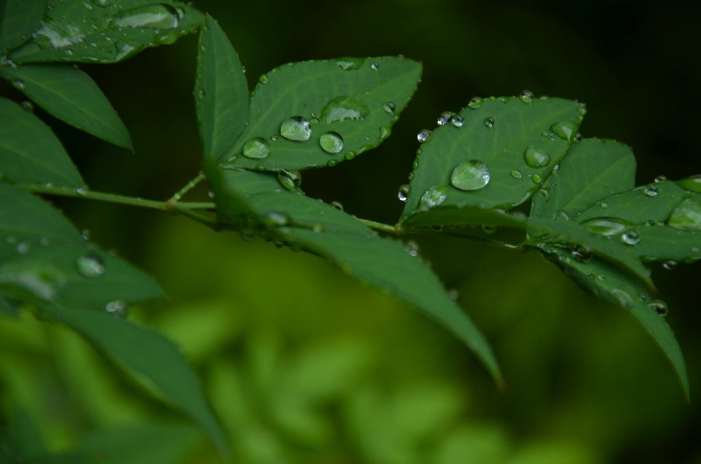 緑の葉に雨・・・