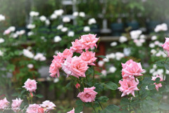 薔薇の咲く庭