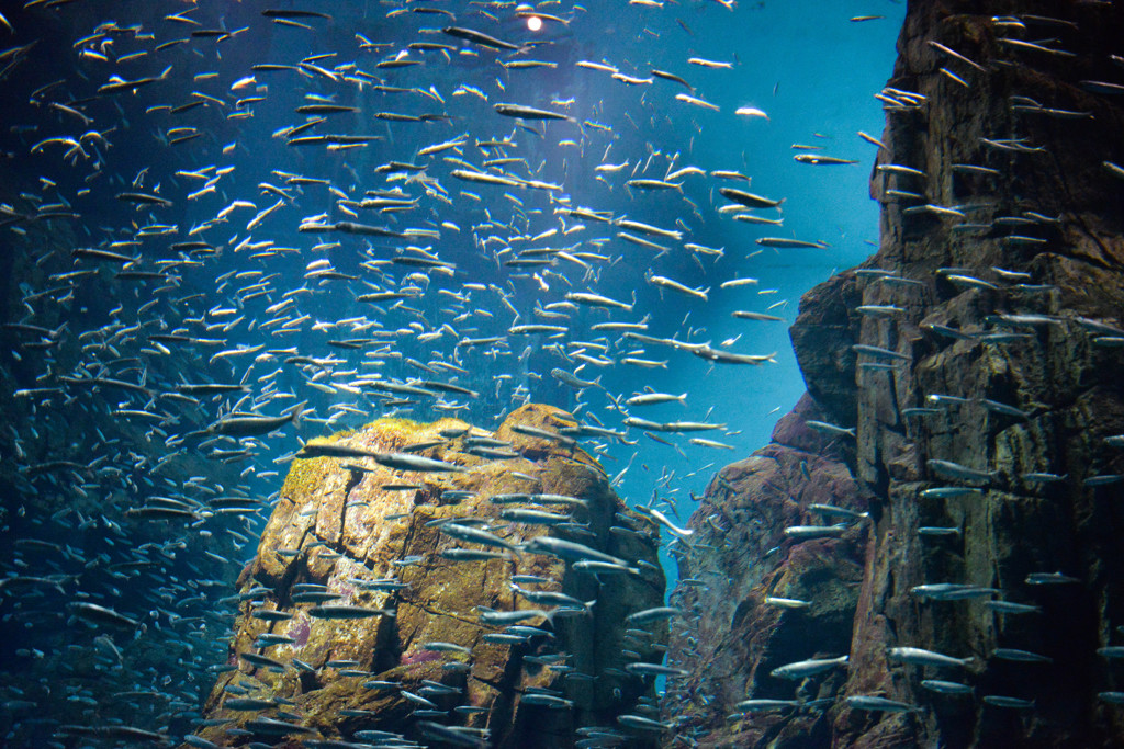 魚群