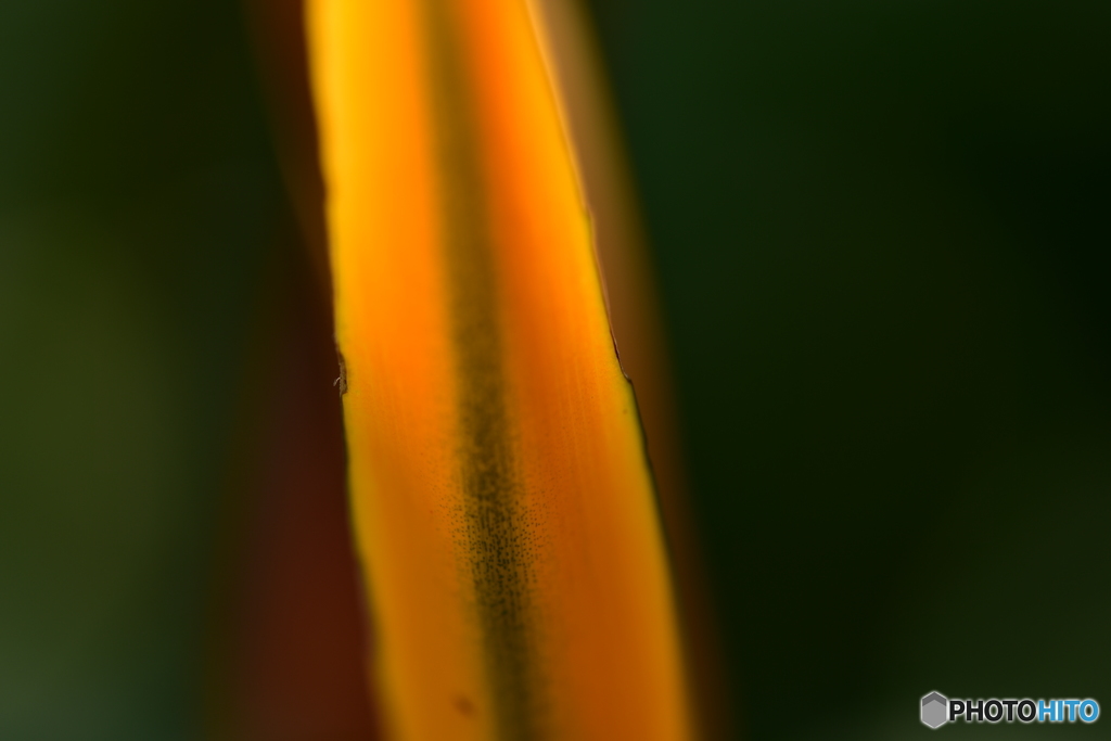 Orange Line