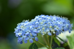 雨上がりの紫陽花園　