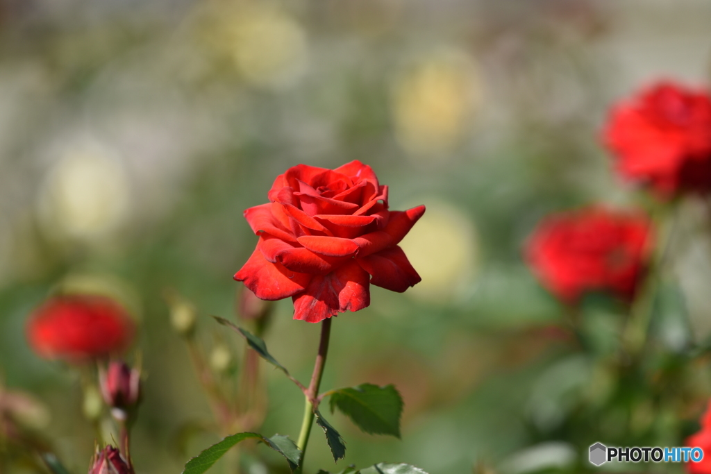 秋の薔薇