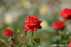 秋の薔薇