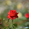 秋の薔薇