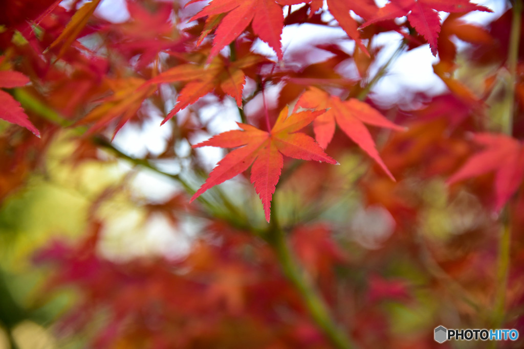紅葉