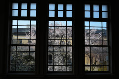 窓越しの桜