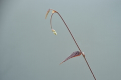 野草
