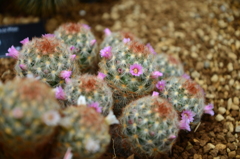 サボテンの花