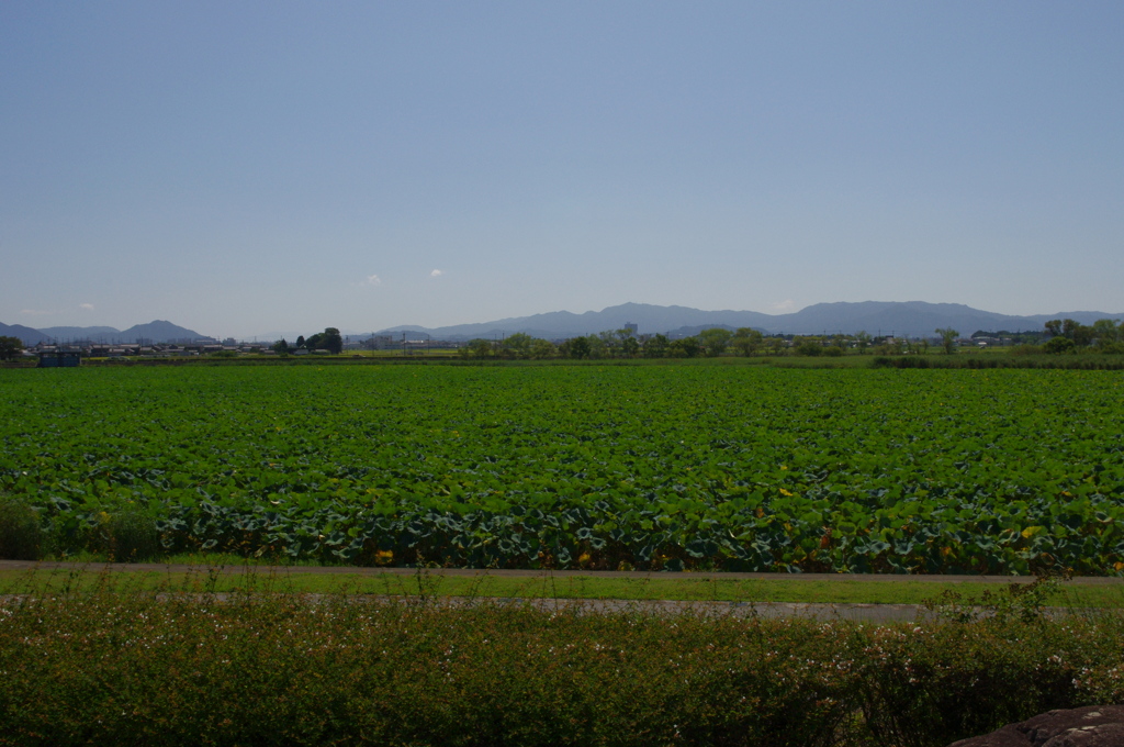 水生植物園で１６