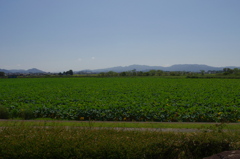 水生植物園で１６