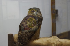 神戸花鳥園６７