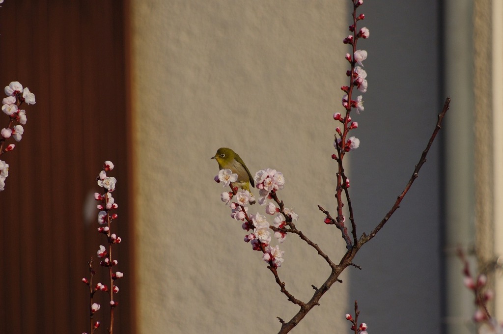 庭木にメジロが 4