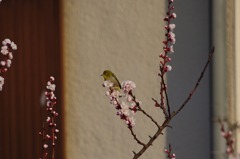 庭木にメジロが 4