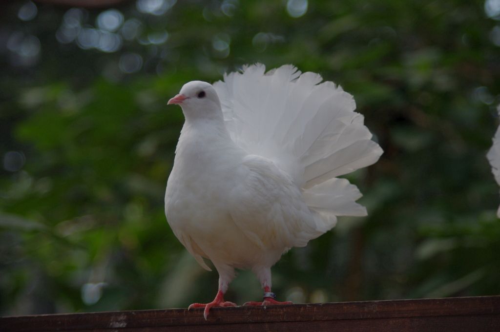 神戸花鳥園１４