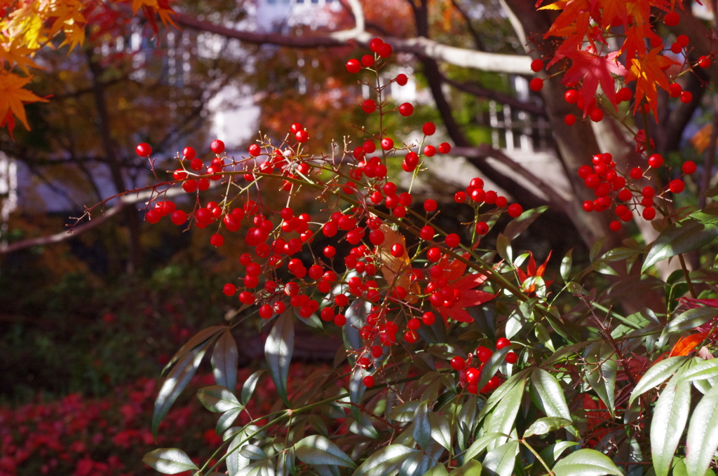 大山崎美術館の紅葉