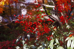 大山崎美術館の紅葉