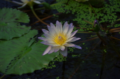 神戸花鳥園３５