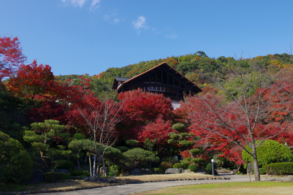 大山崎美術館の紅葉