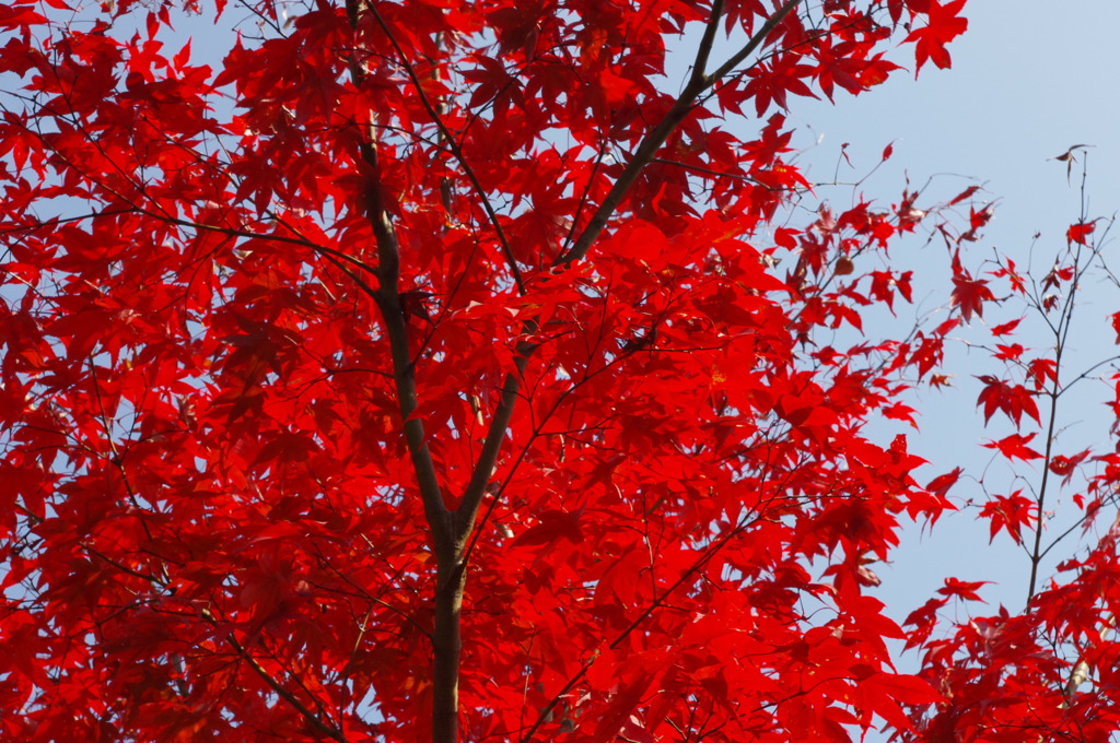 大山崎山荘美術館の紅葉