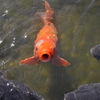 淡水魚