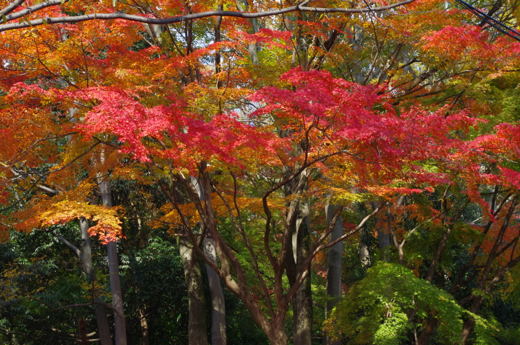 大山崎山荘美術館の紅葉