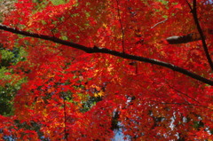 大山崎山荘美術館の紅葉