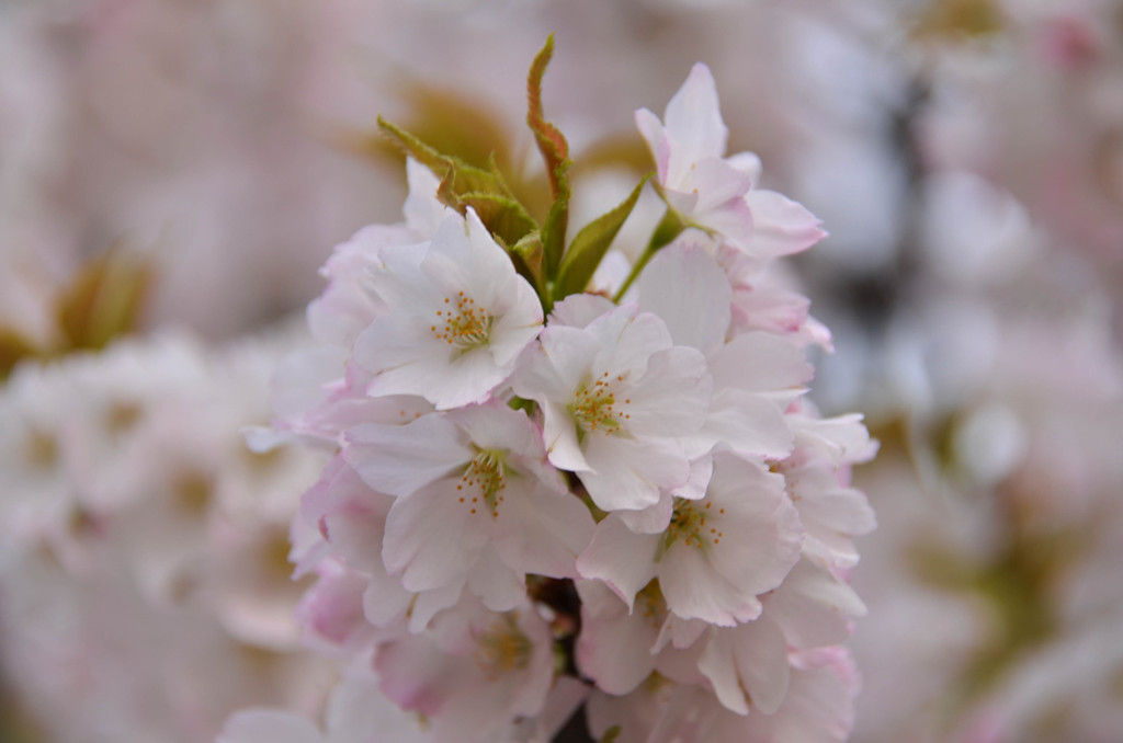 桜の楽しみ方 4