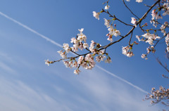 青空に桜、そして飛行機雲