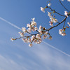 青空に桜、そして飛行機雲