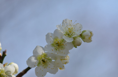 梅の花が咲いたよ