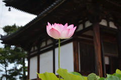 蓮と古寺