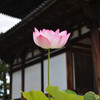 蓮と古寺