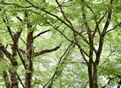 雨上がりの新緑