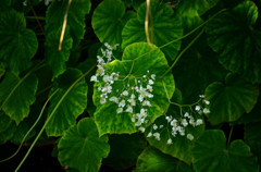 緑に白い花