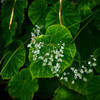 緑に白い花