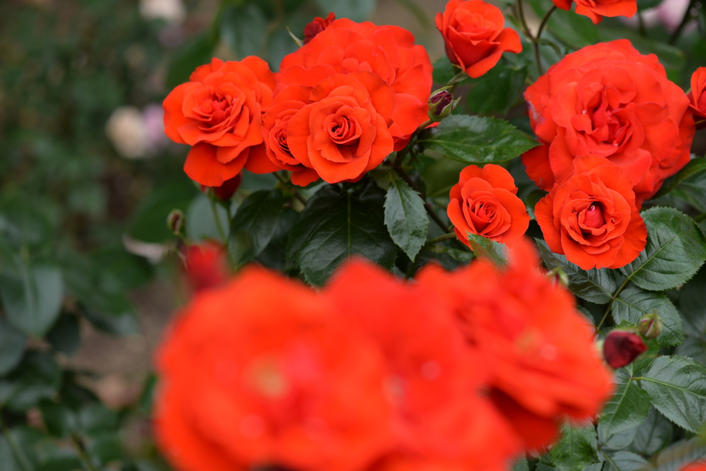 Roses of vermilion