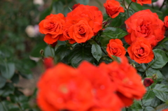 Roses of vermilion