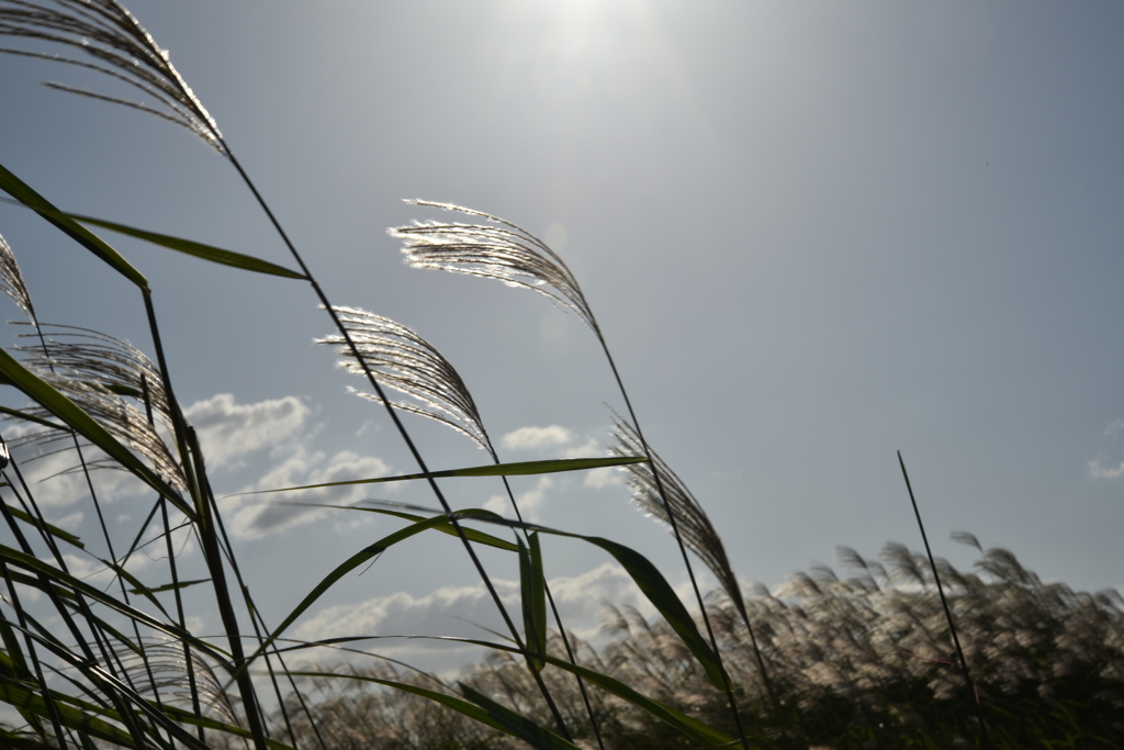 平城宮祉にてⅢ