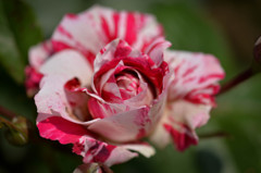 My Fair Lady