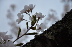 白い桜の想い出