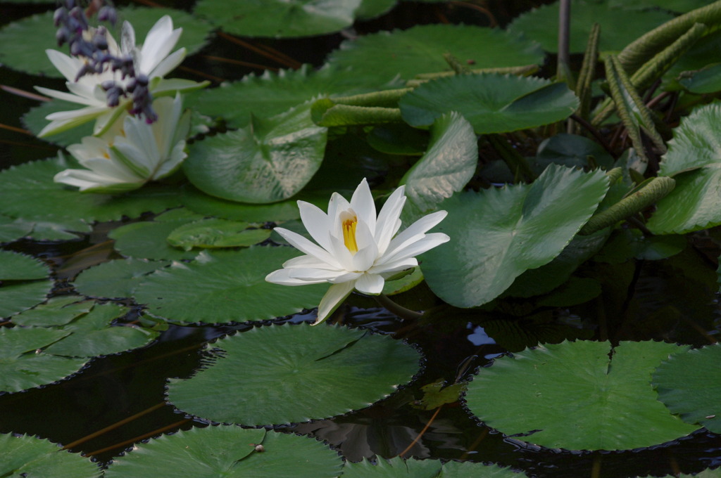 神戸花鳥園２５