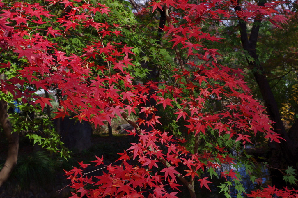 大山崎山荘美術館の紅葉