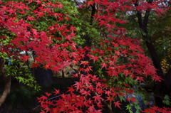 大山崎山荘美術館の紅葉