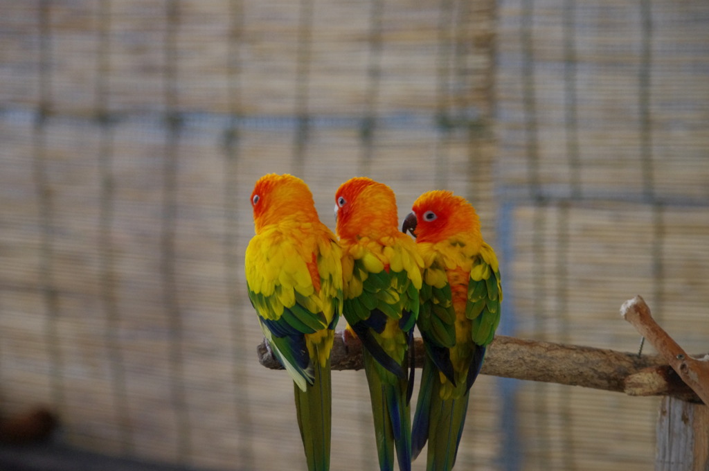 神戸花鳥園１５