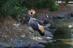 神戸花鳥園５６