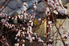 庭木にメジロが 7　