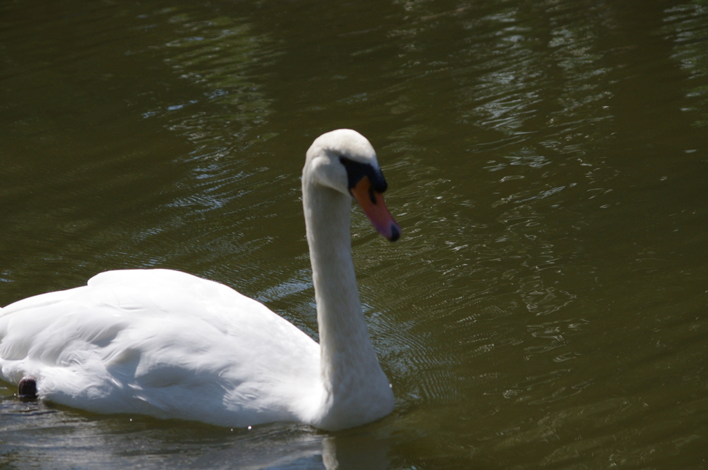 神戸花鳥園５８