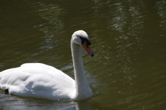 神戸花鳥園５８